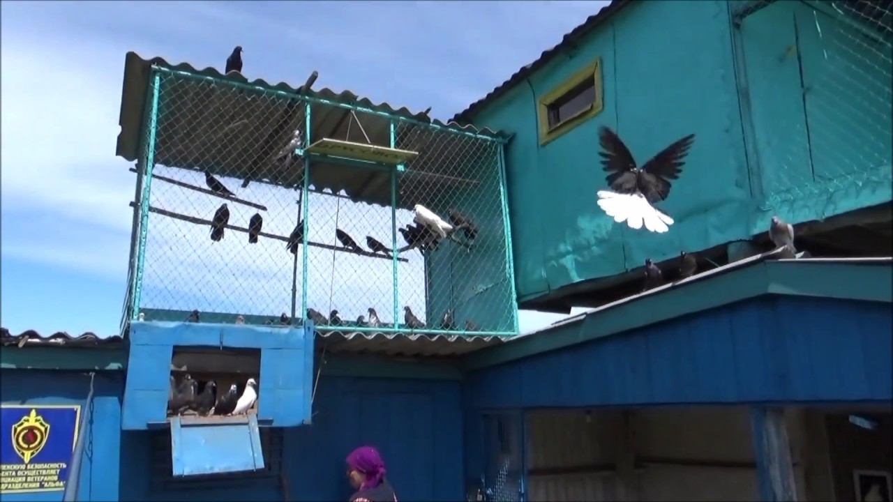 голуби 17.07.17г. смотреть онлайн