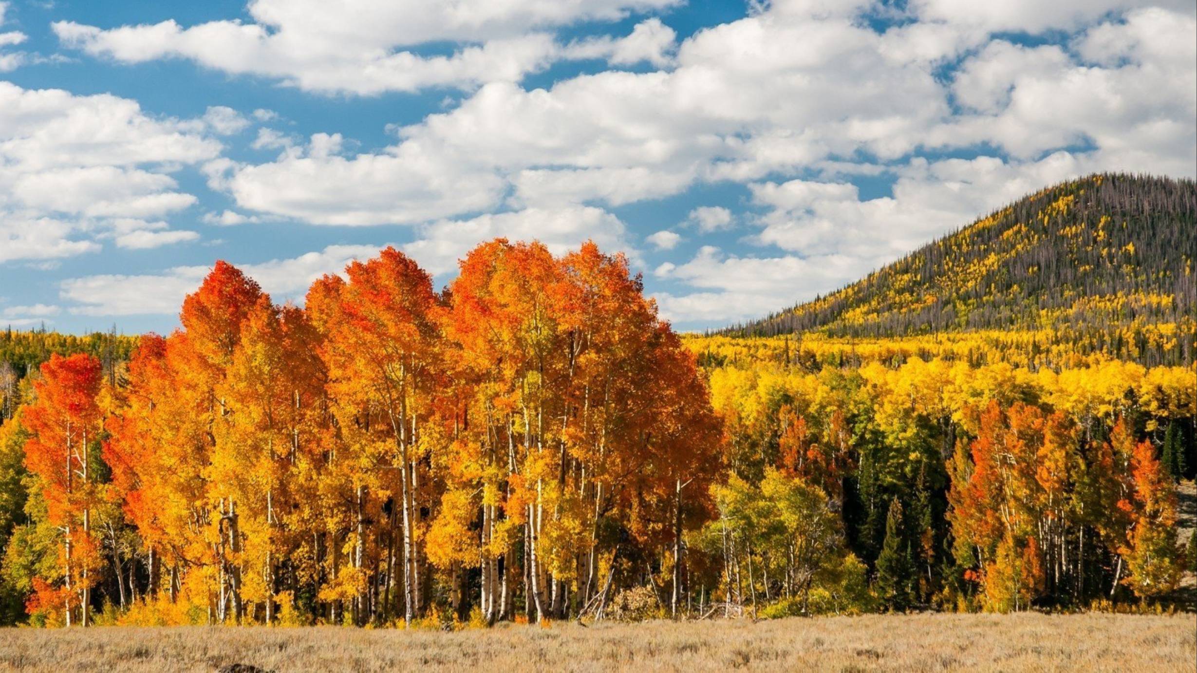 ВИА Орэра песня "Отговорила роща золотая " смотреть онлайн