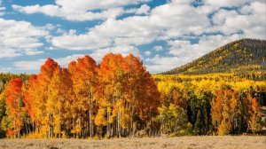 ВИА  Орэра  песня   "Отговорила  роща  золотая "