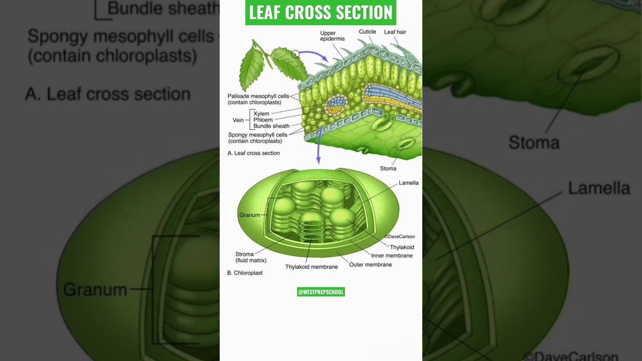 LEAF CROSS SECTION🌿 AND CHLOROPLAST!! #plants #biology #studynotes #ncert #scert смотреть онлайн