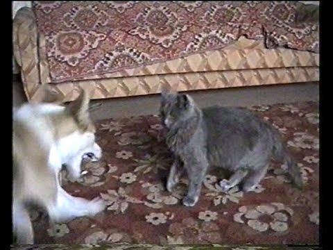 Cat vs Dog. Reboot. Кот и Пёс. Перезагрузка смотреть онлайн