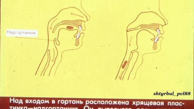 Диафильм "СТРОЕНИЕ И РАБОТА ОРГАНОВ ДЫХАНИЯ" смотреть онлайн