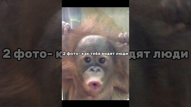 почему 2 ОБЕЗЬЯНААААА