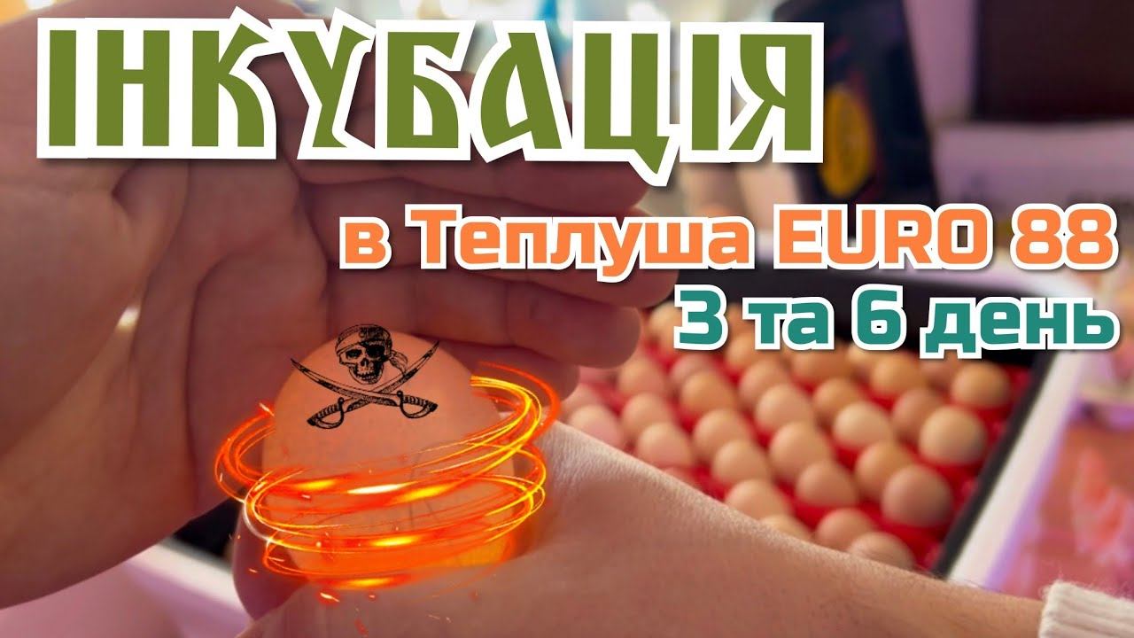 ТЕМПЕРАТУРА❗ПОВОРОТ❗ ОВОСКОПУВАННЯ❗3️⃣ та 6️⃣ день інкубації в Теплуша EURO 88 смотреть онлайн