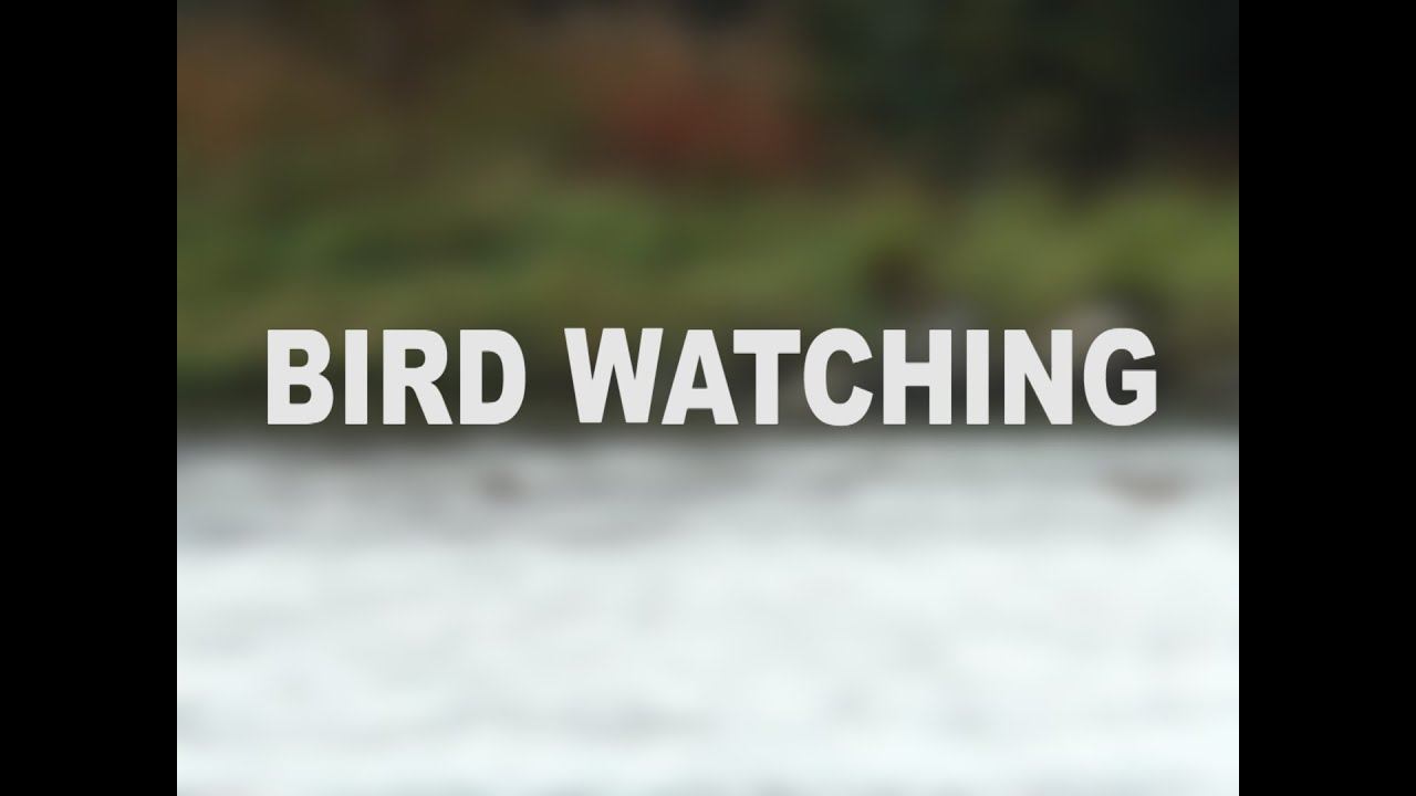 Bird Watching(Смотрим за птицами) смотреть онлайн