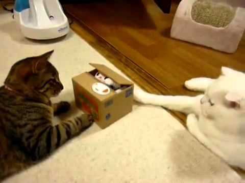 Кот изучает игрушку смотреть онлайн