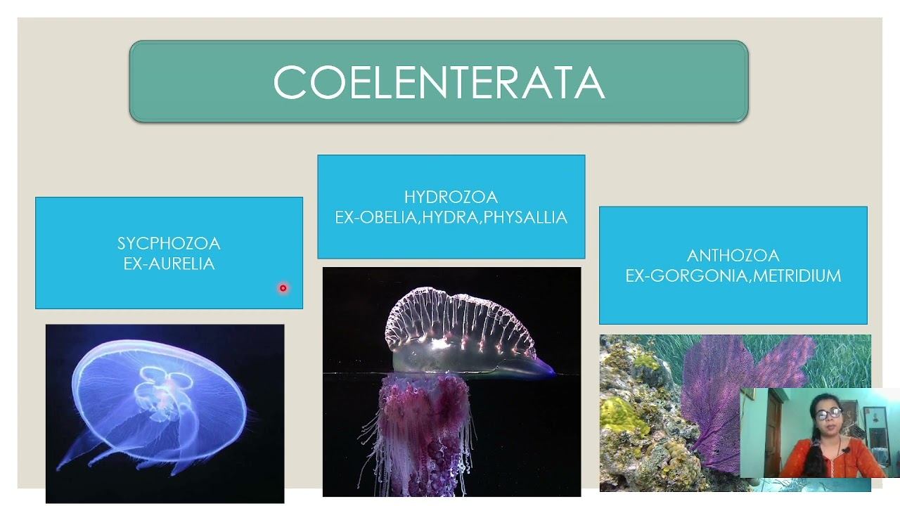 PHYLUM COELENTERATA смотреть онлайн