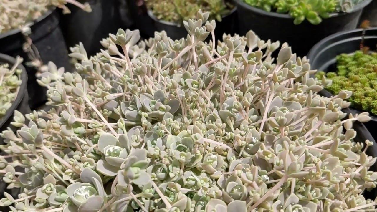 Горноколосник Иваренге, Оростахис, Очиток (Sedum) смотреть онлайн