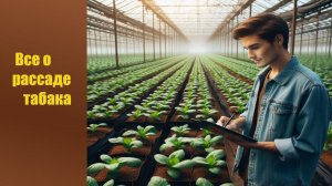 Рассада табака: от посева до пикировки