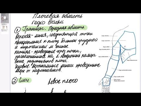 Плечевая область/ regio brachii. Easy medicine смотреть онлайн