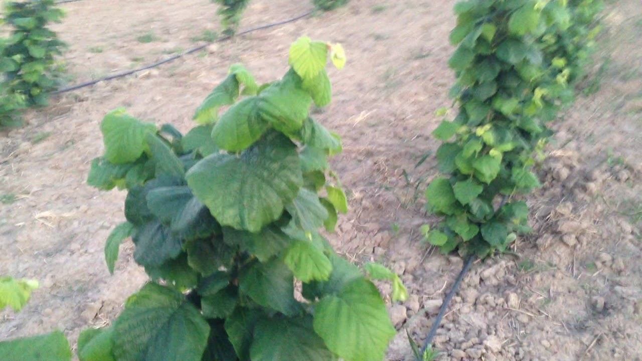 Фундук сорта Барселонский Каталонский разница смотреть онлайн