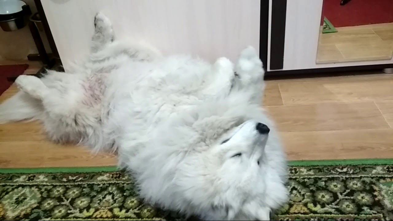 Ленивая Юшка делает зайку лёжа смотреть онлайн