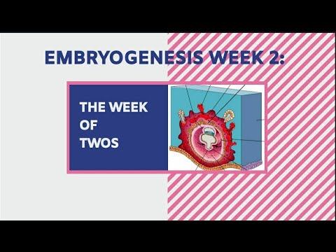 GE 06 Embryogenesis Week 2: The Week of Twos смотреть онлайн