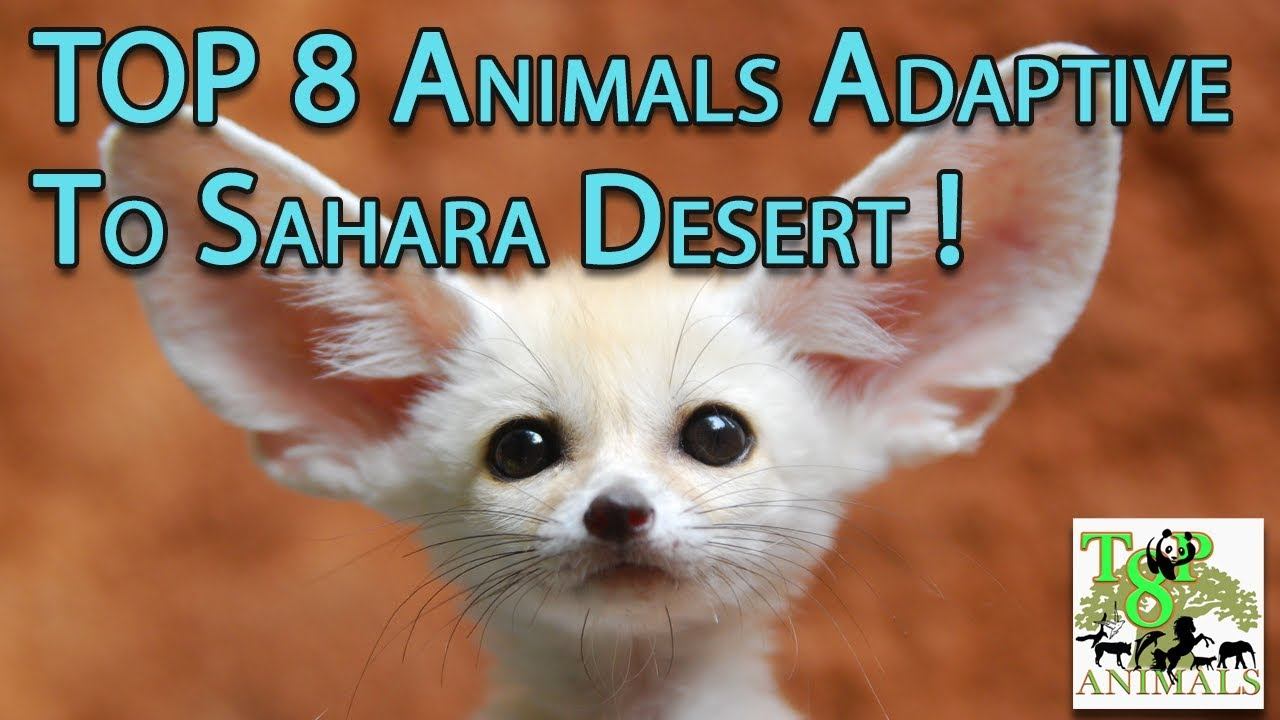 TOP 8 Animals Adaptive To Sahara Desert ! смотреть онлайн