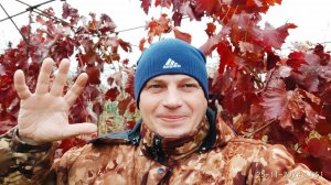 Укоренить черенок винограда или сразу воткнуть в землю