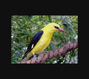 Песня Иволга. Исполняет ВИА ″Орион″