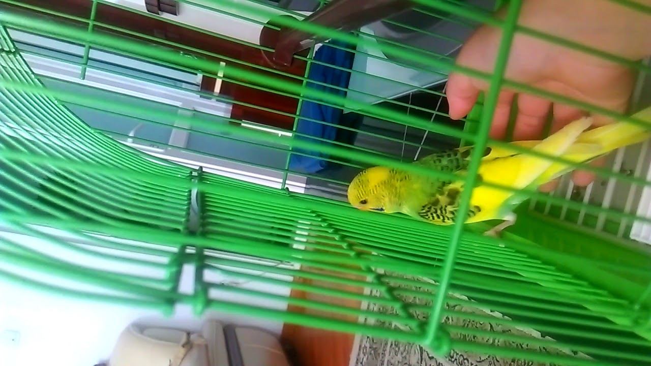 COCO PAPAGALUL MEU!! смотреть онлайн