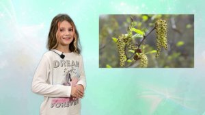 Деревья весной: когда распускаются почки и появляются первые листья?