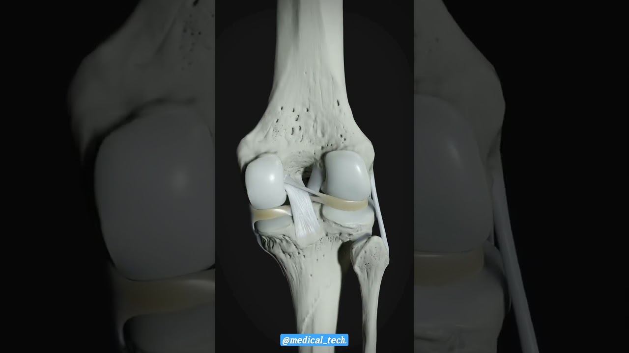 Bessie stretcher of knee joint🦶\\ #viral #trending #anatomy #medical #drt #rediology #medical #knee смотреть онлайн