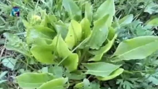 Щавелёк (Щавель малый) смотреть онлайн