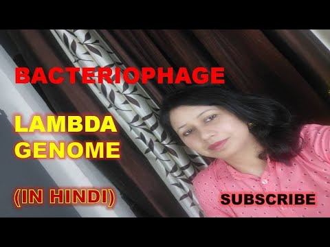Bacteriophage lambda genome (in hindi) - A Lecture By Dr. Anita Sinha смотреть онлайн