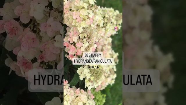 НОВИНКА метельчатая гортензия BEE HAPPY, описание сорта читайте в описании смотреть онлайн