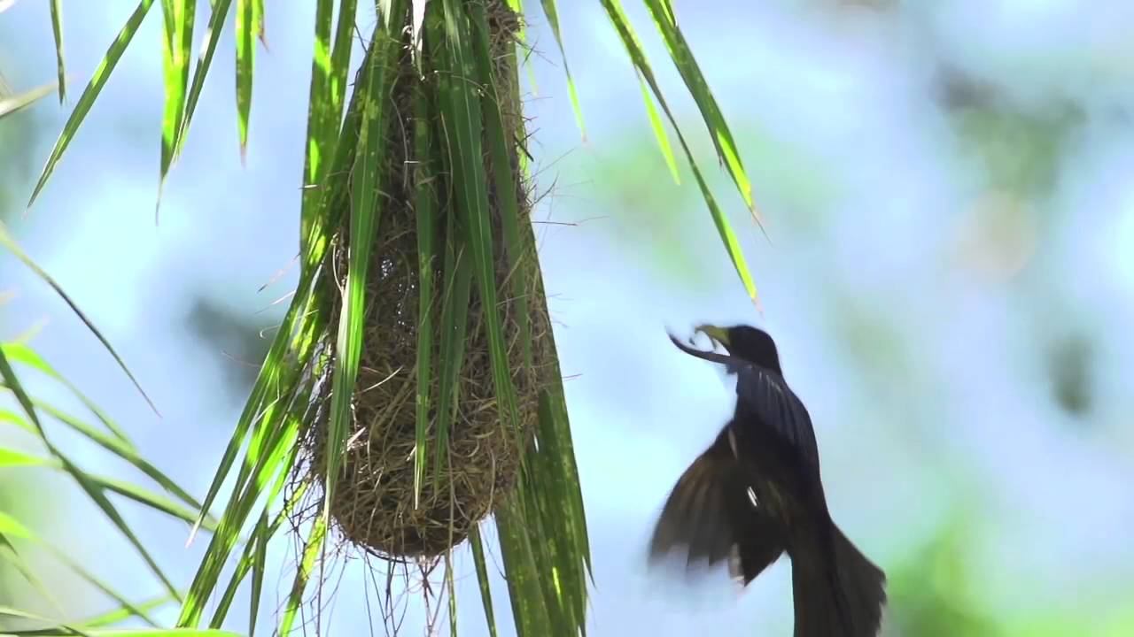 Selva Paranaense, imágenes del documental dirigido por Michel Lichtenstein смотреть онлайн