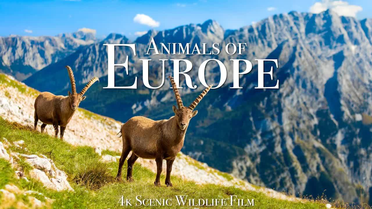 Animals of Europe 4K - Scenic Wildlife Film With Calming Music смотреть онлайн