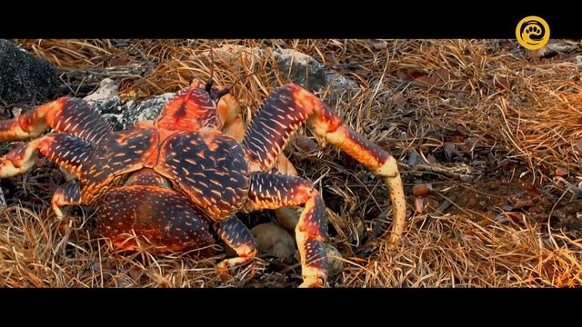 Альдабра. Путешествие к таинственному острову (документальный фильм, 2016)