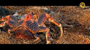 Альдабра. Путешествие к таинственному острову (документальный фильм, 2016)