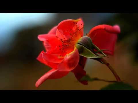 Слушать хорошую русскую песню для авто в хорошем... смотреть онлайн