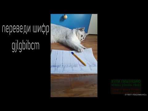 Школа котов,Урок литературы смотреть онлайн