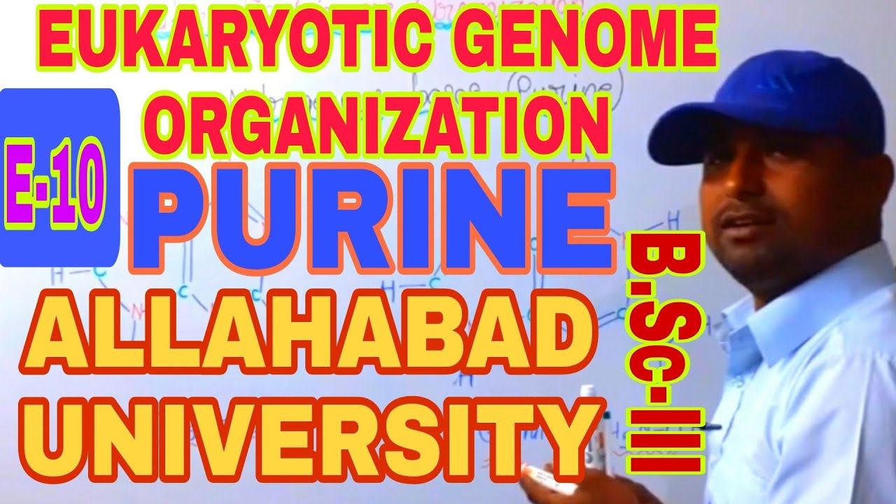 EUKARYOTIC GENOME ORGANIZATION full Notes PART-4 смотреть онлайн