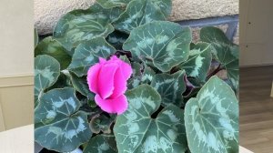 №66. 🌸Цикламен.🌸 Уход. Как добиться пышного и долгого цветения
