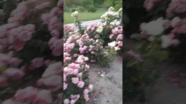 парк Ахматовой. Красота. Севастополь смотреть онлайн