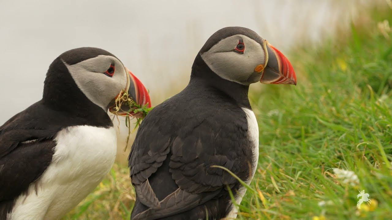 Puffins In Scotland - 4K