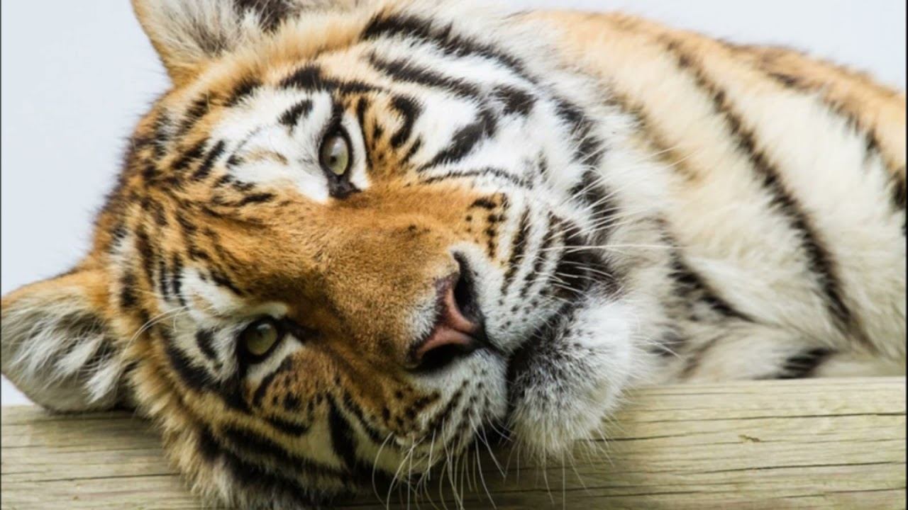 Время сказок для малышей смотреть онлайн