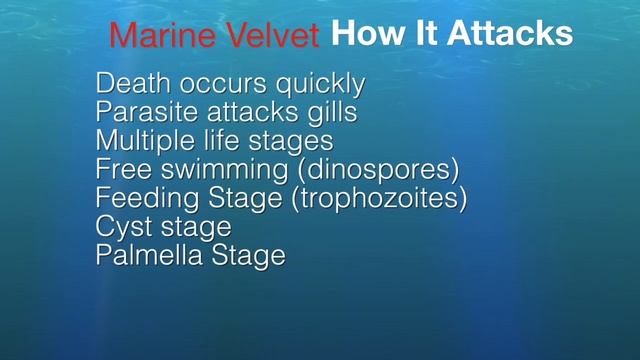 Marine ich and velvet Fincasters Episode 179 смотреть онлайн