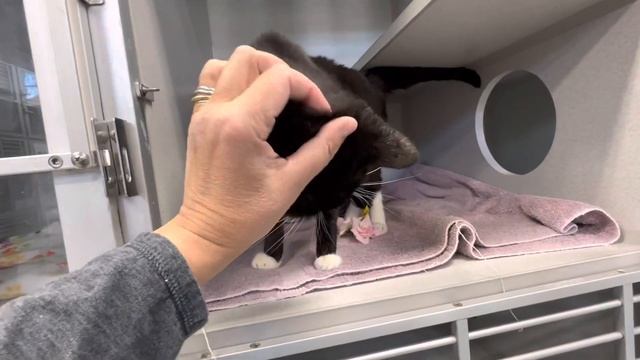 Kitty 165206 is a dream senior gal😻 смотреть онлайн