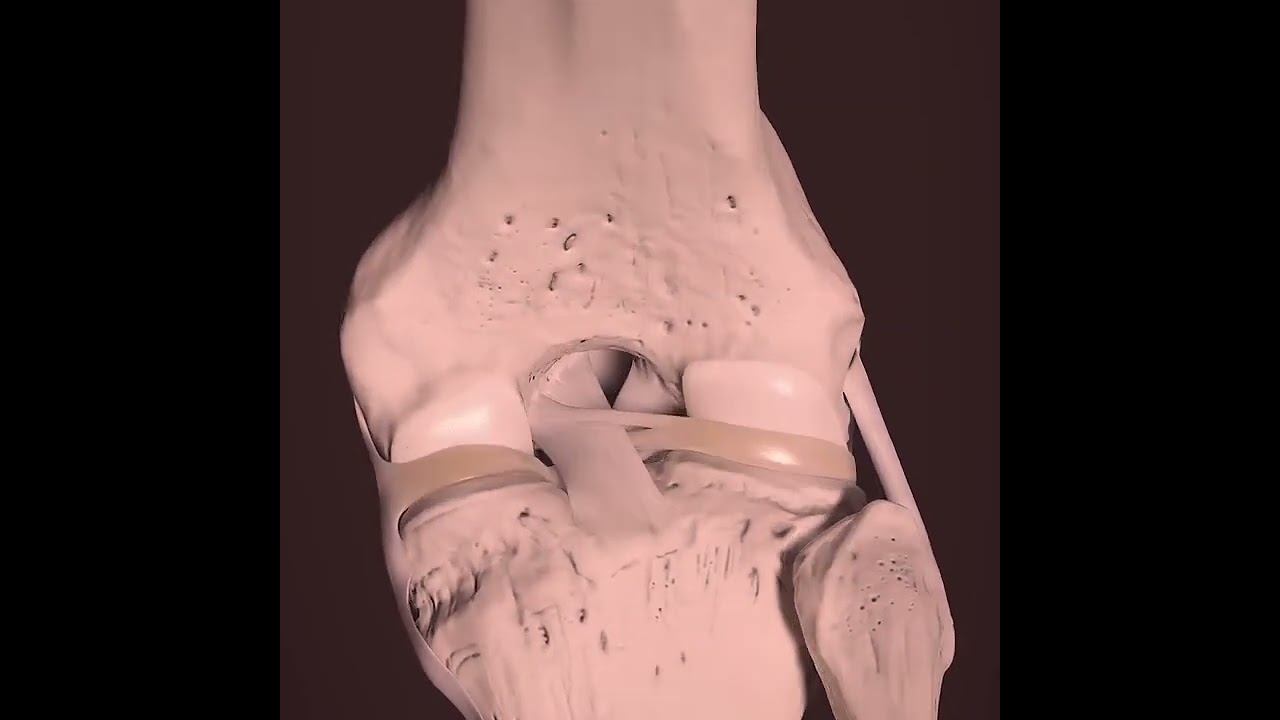Motion of the mensicus,ACL,PCL of the knee joint #humananatomy #anatomy смотреть онлайн