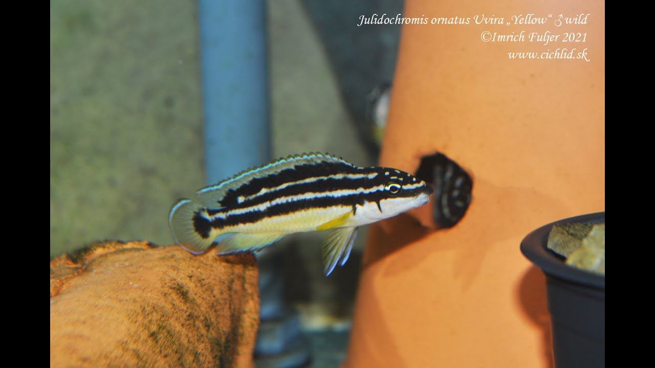 Julidochromis ornatus Uvira wild смотреть онлайн