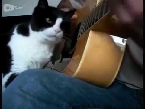 кот слушает гитару смотреть онлайн