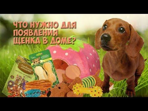 Что нужно для появления щенка в доме?🐶🐕 | Animals TV |Информационное видео!!! смотреть онлайн