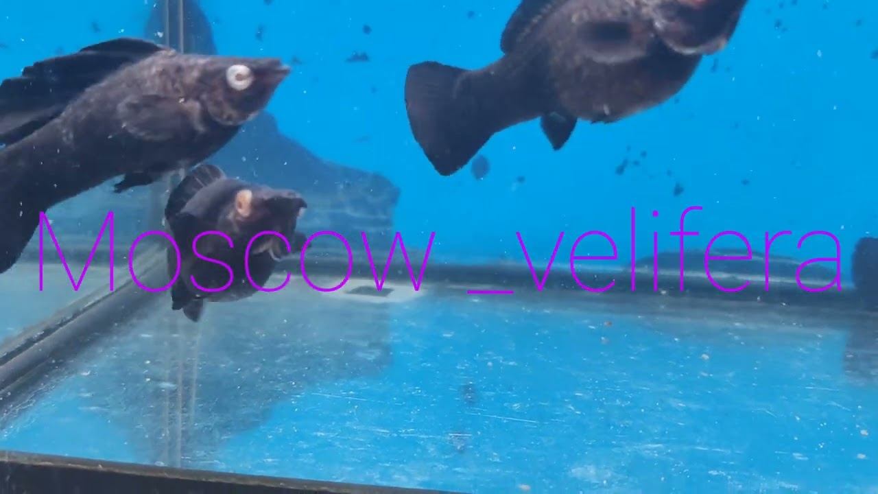 Альбиносы 🖤🖤🖤 смотреть онлайн