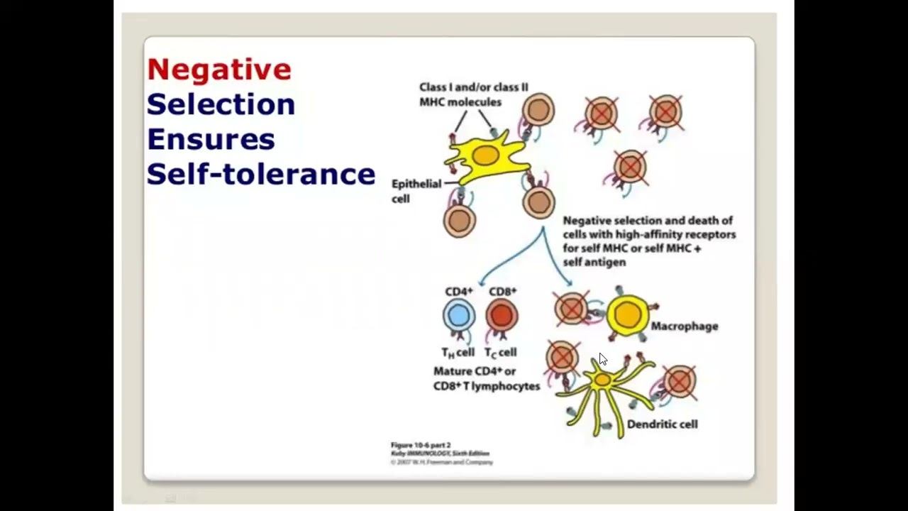 Dr.kushalatha M Immunology смотреть онлайн