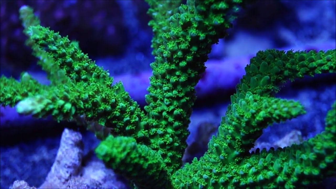 This Week at Elite Reef | yellow tang, acropora, firefish, frogspawn, clownfish, scopas tang смотреть онлайн