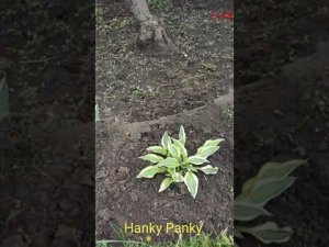 хоста Hanky Panky