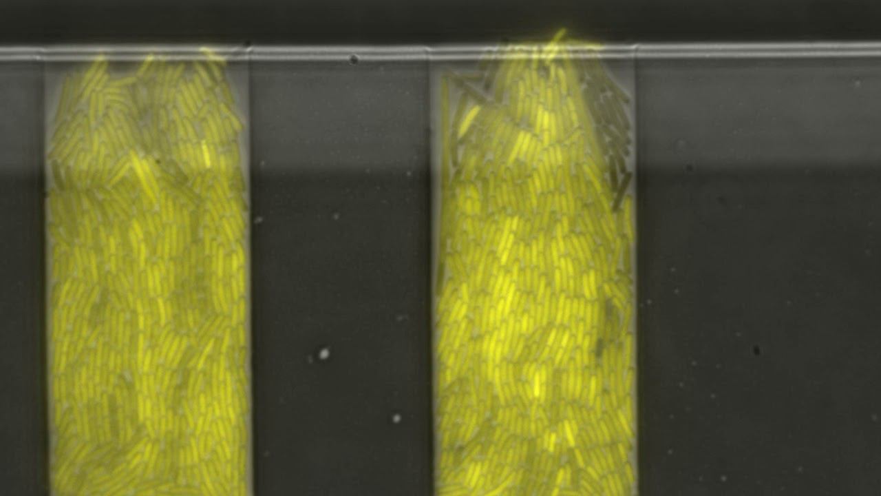 Plasmid Loss visualized by Time-Lapse Microscopy смотреть онлайн