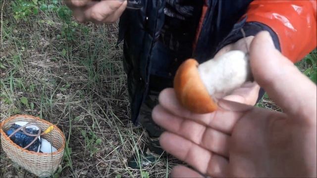 Грибы  пробный выезд