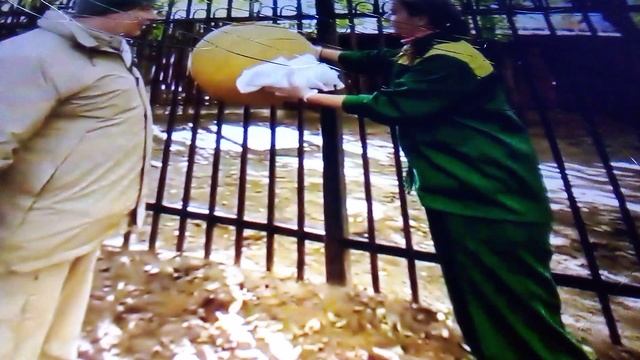 Знаменитый олень по имени Тор. Зоопарк Лимпопо нижний Новгород.